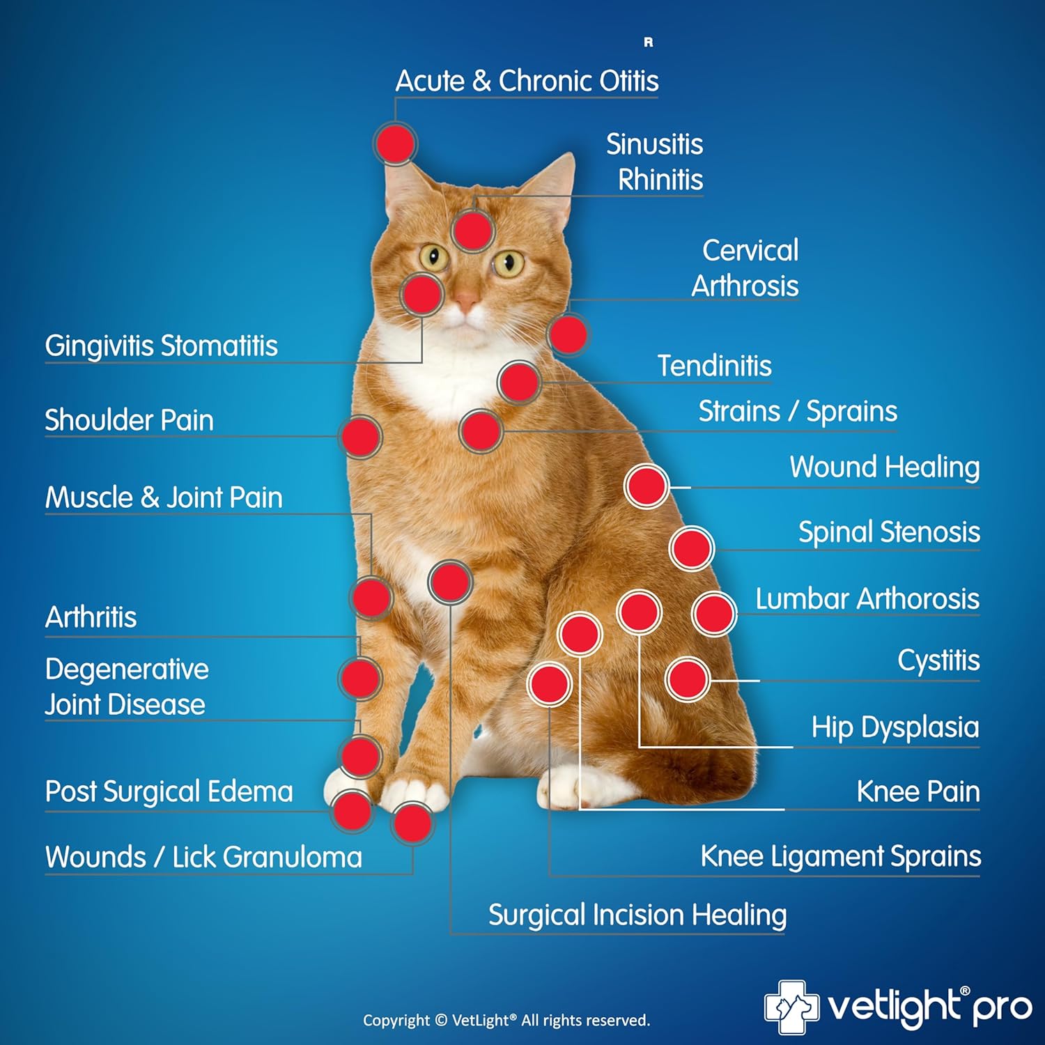 SHINE VETLIGHT® PRO Portable Red Light Device for Pet Health - Image 4