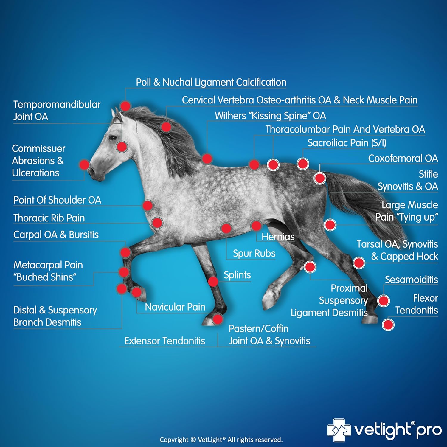 SHINE VETLIGHT® PRO Portable Red Light Device for Pet Health - Image 5